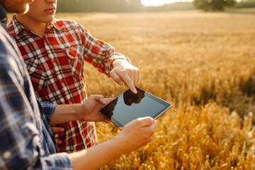 Experienced farmers in a golden wheat field with a modern tablet checking the growth and quality of...