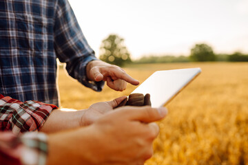Fototapeta premium Experienced farmers in a golden wheat field with a modern tablet checking the growth and quality of the crop. Smart farm. Agriculture, business concept.