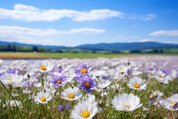 Fototapeta premium Landscape of flowers blooming in the meadow White chamomiles and purple bluebells bloom on the field. Summer landscape of wildflowers blooming in the meadow.