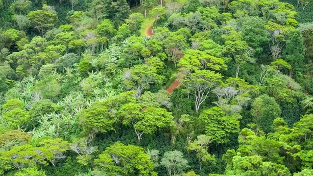 Cinematic view over coffee plantations that are grown toghether with trees that provides shadow