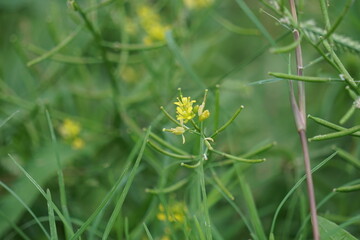 Descurainia sophia (flixweed, herb-Sophia, tansy mustard). This plant is considered a medicinal ingredient in traditional Iranian medicine