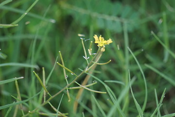 Descurainia sophia (flixweed, herb-Sophia, tansy mustard). This plant is considered a medicinal ingredient in traditional Iranian medicine