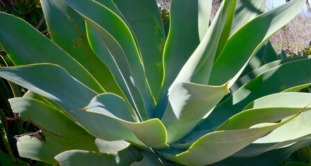 Agave attenuata or Fox tail succulent plant close up in a tropical garden of Tenerife,Canary Islands,Spain.
Selective focus.