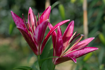 Lilium pourpre marbré (jardin du ruisseau de l'église 2023)
