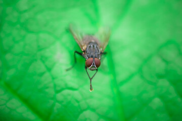 House fly, Fly, House fly on leaf..