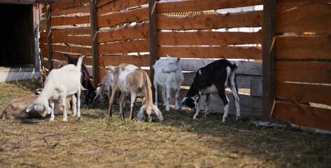 Obraz premium Beautiful domestic goats of the Anglo-Nubian breed grazing