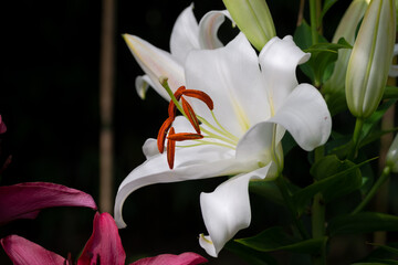 lilium blanc Zambési (jardin du ruisseau de l'église 2023)