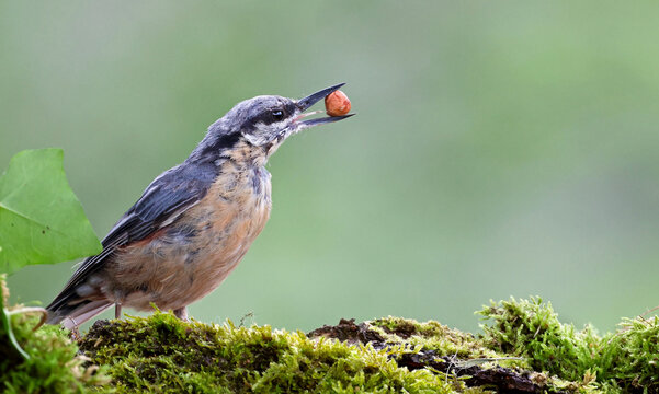 Eurasian nuthatch or wood nuthatch (Sitta europaea) carrying a hazelnut on its beak. Cute forest bird hiding food for winter. Smart bird looking for nuts and seeds in the forest. Asturias, Spain.