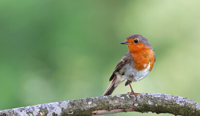 Cute european robin (Erithacus rubecula) or redbreast perched on the branch of a tree. Common songbird with vibrant orange colors with green forest natural background and space for text. Asturias.