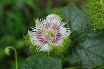 Beautiful close up view of a stinking passion flower blooms in the garden