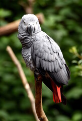 Graupapagei im Vogelpark