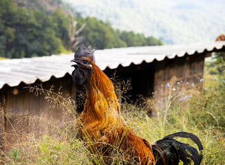 Male rooster with grass foreground in local Asian village - 649234097