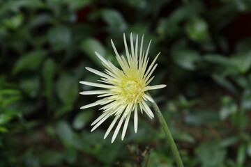 Angle view of a yellowish cream colored Gerbera flower bloom in the garden