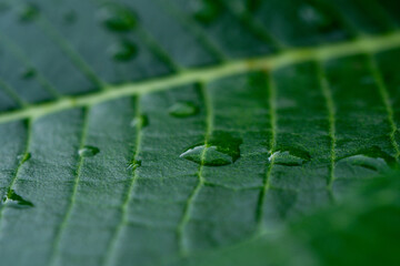 background texture green leaf structure macro photography Selective Focused