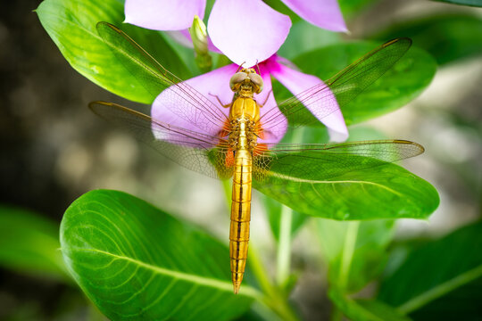 Golden Dragonfly on a flower, selective focused, micro photography, Free Stock Photo