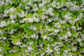 Valldemossa, Spain - 11 June, 2023: Beautiful flowers in a garden in the town of Valldemossa, Mallorca