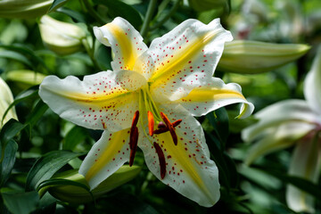 lilium jaune moucheté Auratum Gold Band (jardin du ruisseau de l'église 2023)