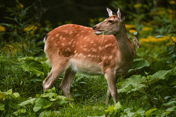 Female Yezo sika deer, deep in the forest