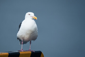 Herring gull at the seaport
