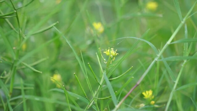 Descurainia sophia (flixweed, herb-Sophia, tansy mustard). This plant is considered a medicinal ingredient in traditional Iranian medicine