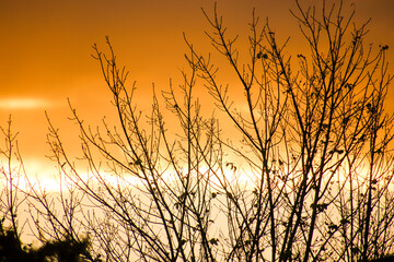 silhouette of tree at sunset