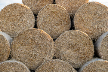 Long piles of straw hay are stacked in circles on top of each other in the field