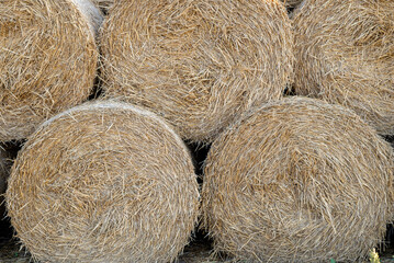Long piles of straw hay are stacked in circles on top of each other in the field