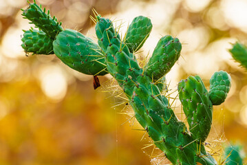 Detail of cactus, mediterranean nature
