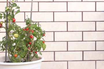 Growing tomatoes in pot on a balcony. Brick wall on the background and place for your text.
