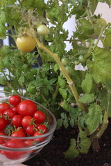 Ripe cherry tomatoes in clear glass bowl. Growing tomatoes in pots on a balcony.
