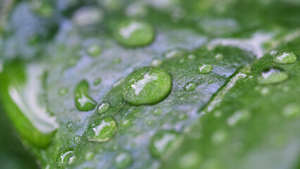 Agua de lluvia sobre las hojas. Gotas de agua macro.