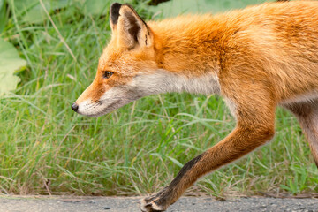 Profile of red fox vulpes
