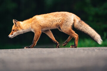 red fox vulpes walk across the road
