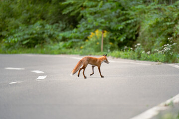 Red fox vulpes on the road, close distance between human and fox
