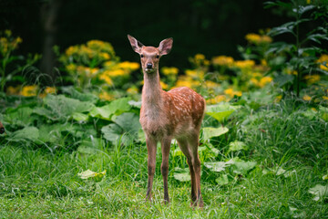Young Yezo sika deer, deep in the forest