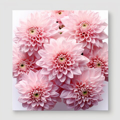 Pink chrysanthemums isolated on white, ai technology