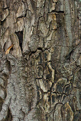 background wood bark texture close-up