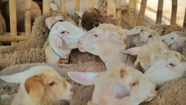 A dense herd of sheep are crammed into the wooden pens of a rural farm in East Java, Indonesia.