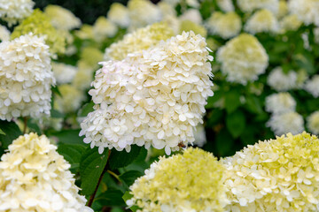Selective focus bushes of Hydrangea paniculata flower in the garden, White hortensia, Panicled...