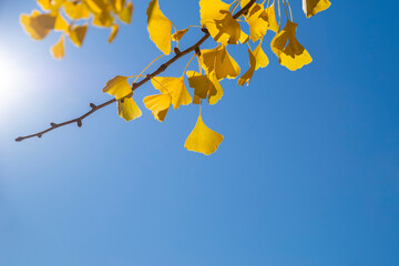青空と陽光と黄色く色づいたイチョウの葉