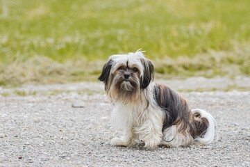 Beautiful domestic dogs