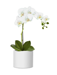 3d realistic vector icon illustration. Orchid flower in the white pot. Isolated on white background.