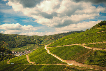 Rotweinwanderweg im September