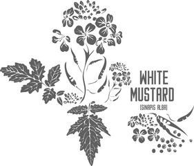 Sinapis alba plant vector silhouette. Medicinal Brassica alba Rabenhorst plant outline. Set of  White mustard in Line for pharmaceuticals. Contour drawing of English mustard medicinal herbs