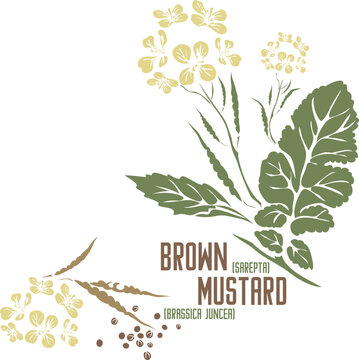 Brown mustard medicinal herb in color vector silhouette. Medicinal Brassica juncеа plant. Set of Sarepta mustard in color image for pharmaceuticals and coocking. Medicinal herbs color drawing.