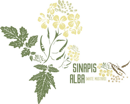 Sinapis Alba medicinal herb in color vector silhouette. Medicinal Brassica alba Rabenhorst plant. Set of Whiteor English mustard in color image for pharmaceuticals and coocking. Medicinal herbs color 