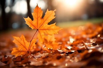 autumn maple leaves