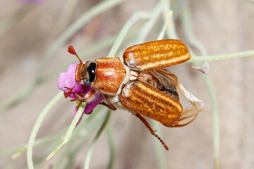 Anoxia sp. dung beetle opening wings at the top of a flower under the sun