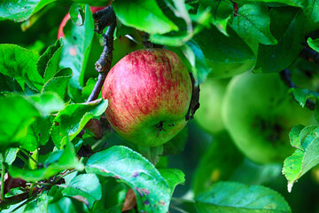 Piękne zdrowe jabłka na drzewie dojrzewają do zbioru.