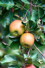 Piękne zdrowe jabłka na drzewie dojrzewają do zbioru. - obrazy, fototapety, plakaty